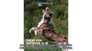 Outward Hound Squeaker Ballz Fetch Dog Toy Review: Worth It for Fun & Durability?