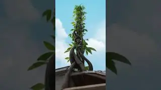When your parents say money can&rsquo;t grow on trees #teamtrees #life #money #cool