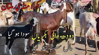 Imported Nasli Bakriyan 🐐 | Doodh Wali Bakriyan Saste Rates | Bakra Mandi Multan Today
