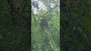Benefits of Neem leaves, Indian lilac #tree#?medicinal #garden #shorts