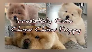 My Desire to Get Chow Chow Puppy as Pet, So Cuddly & Irresistable! | Amazing Cute Pets Bonding