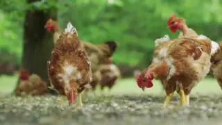Une filière locale et durable - St SEVER