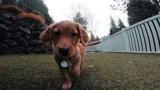Our New Golden Retriever Puppy | Meet Fitz