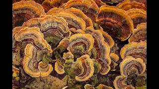 Turkey Tail Mushroom - The Pathogen Killer