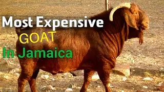 3 million Jamaican dollars for this Goat $$$
