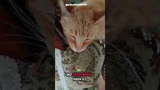 Tips para que te vaya bien 🤣 #humoryrisas #catsfunny #humor #michis