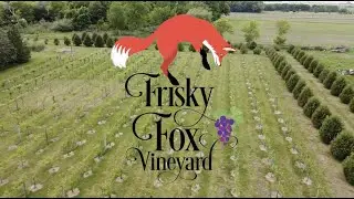 Frisky Fox Vineyard & Winery - marketing video