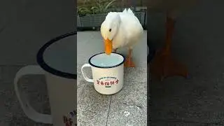 Cutest Duck Enjoying a Bath #shorts #DuckBath #FunnyAnimals #CuteDuck #BathTimeFun #AnimalVideos