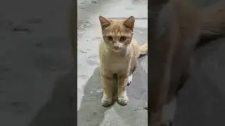 Милый котенок 🐈 Золотистый бездомный кот 😺 #котенок #приютибездомных #вирусноевидео #бездомныйкот...