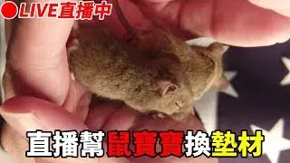 【維鼠日記直播紀錄】今晚幫鼠寶寶換墊材【維特】#07