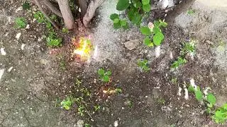 Poplar fluff burning (slow-mo)