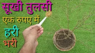 तुलसी का सूखा पौधा एक रुपए में करें फिर से हरा भरा