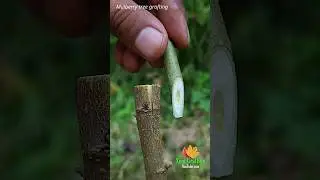 Easy Way to Graft a Mulberry Tree &ndash; Best Grafting Technique for Mulberry Plants #Regrow