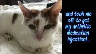 quick trip to get Peanut&rsquo;s Solensia injection for his arthritis..  🐈🐾