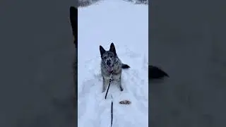 #gsd #dogs #gsds #germanshepherd #dog #dogplaying #obedience #shepherd #k9 #snow #winter #animal