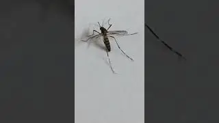 aedes mosquito#viralshorts /cause dengue#asian tiger mosquito