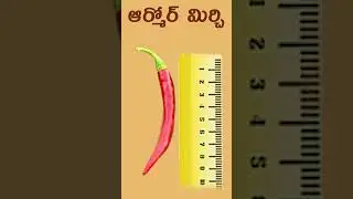 BASF - Armoor  మిరప రకం #basf #mahyco  #reels #educational #chilliseeds #educational #chilliseeds