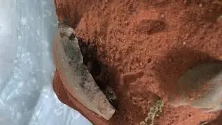 Androctonus Crassicauda feeding