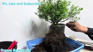 My  Snowmound Spirea from Nusery Stock
