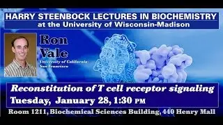 Steenbock Lecture2 - Ron Vale
