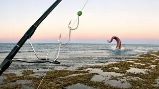 Perth Reef Fishing - WASN&rsquo;T Expecting That‼️