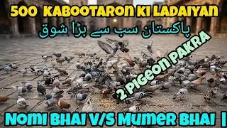 2 pigeon pakra | Nomi bhai V/S Mumer Bhai  | New Ghagre lalban kabootaron ki ladaiyan | Day 4