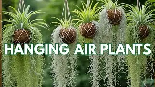 🌱 Hanging Air Plants Collection | Spanish Moss | Beautiful Air Plants