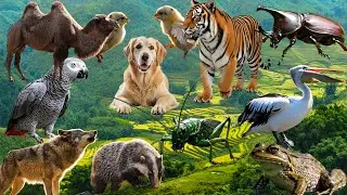Cute Pet Videos:ELEPHANT, CAT, Chicken ,Elephant ,Tiger ,Camel ,DOG ,Wolf ,Horse &ndash; Animal Sounds
