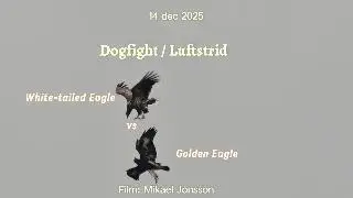 Dogfight Eagles