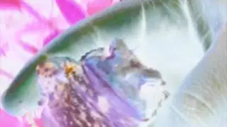 SweetPrince