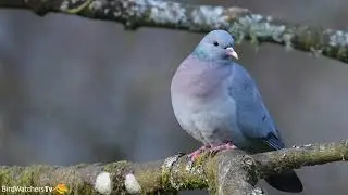 skogdue _ stock dove