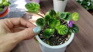 Любимые фиалки. Спасаем от жары!