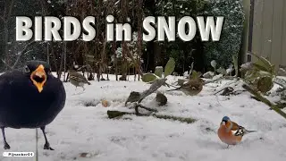 Winter Birds in Snow