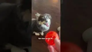This cute dog finally learned to catch it !!! #shorts