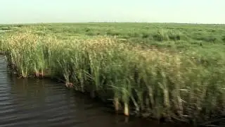 Wetlands: Texas Aquatic Science- Chapter 10