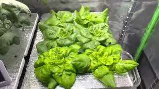 Indoor Deep Water Culture and Kratky Hydroponics