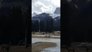 Majestic Canadian Elks Beneath the Mountains | Nature in the Wild