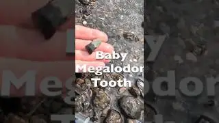 Found Megalodon teeth in Florida #adventure #outdoors #florida #fossils #travel