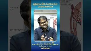 వృషణాలు శరీరానికి బయట ఎందుకు ఉంటాయి? | Why Testicles Stay Outside the Body | Dr V B Kasyapa | Guntur