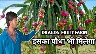How TO GROW DRAGON FRUIT  | DRAGON FRUIT PLANTATION | DRAGON FRUIT FARMING | DRAGON FRUIT PLANTS |