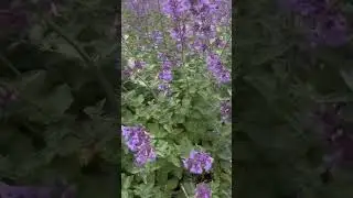 beautiful lavender #lavander #viralvideo #asmr