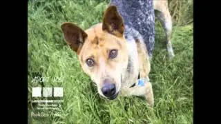 Larimer Humane Society Pets of the Week 11 18 15
