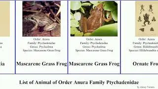 List of Animal of Order Anura Family Ptychadenidae frog ridged pumilio Ptychadena Grass Mascarene