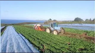 [GOPRO&DJI] Arrachage de pomme de terre primeur en bord de mer