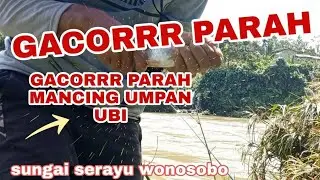 Rahasia Umpan Ubi: Cara Paling Cepat Strike di Sungai Serayu.