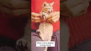 when a cat is adopted in Hindu family