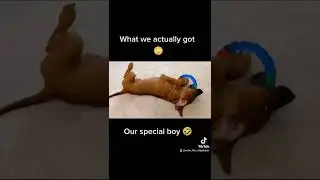 Life with a Rhodesian Ridgeback