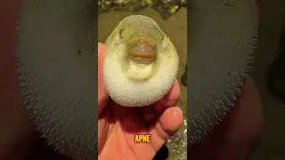 Puffer fish POISON😱🔥 | #shorts #bufferfish