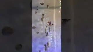 Fishes swimming upside down, vertically