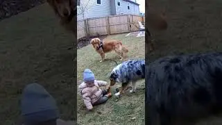 Dog Intervenes Instantly  CCTV #cctv #saved #pets #baby #shortsfeed #shorts